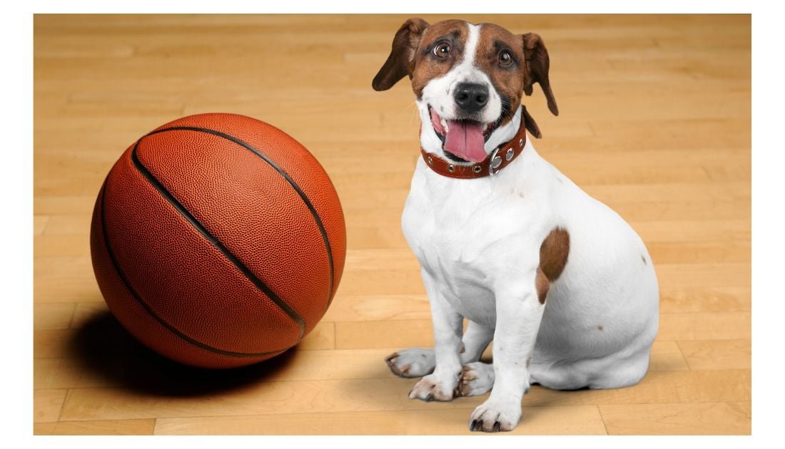 Basketball Cow: A Fun Combination of Hoops and Animals!