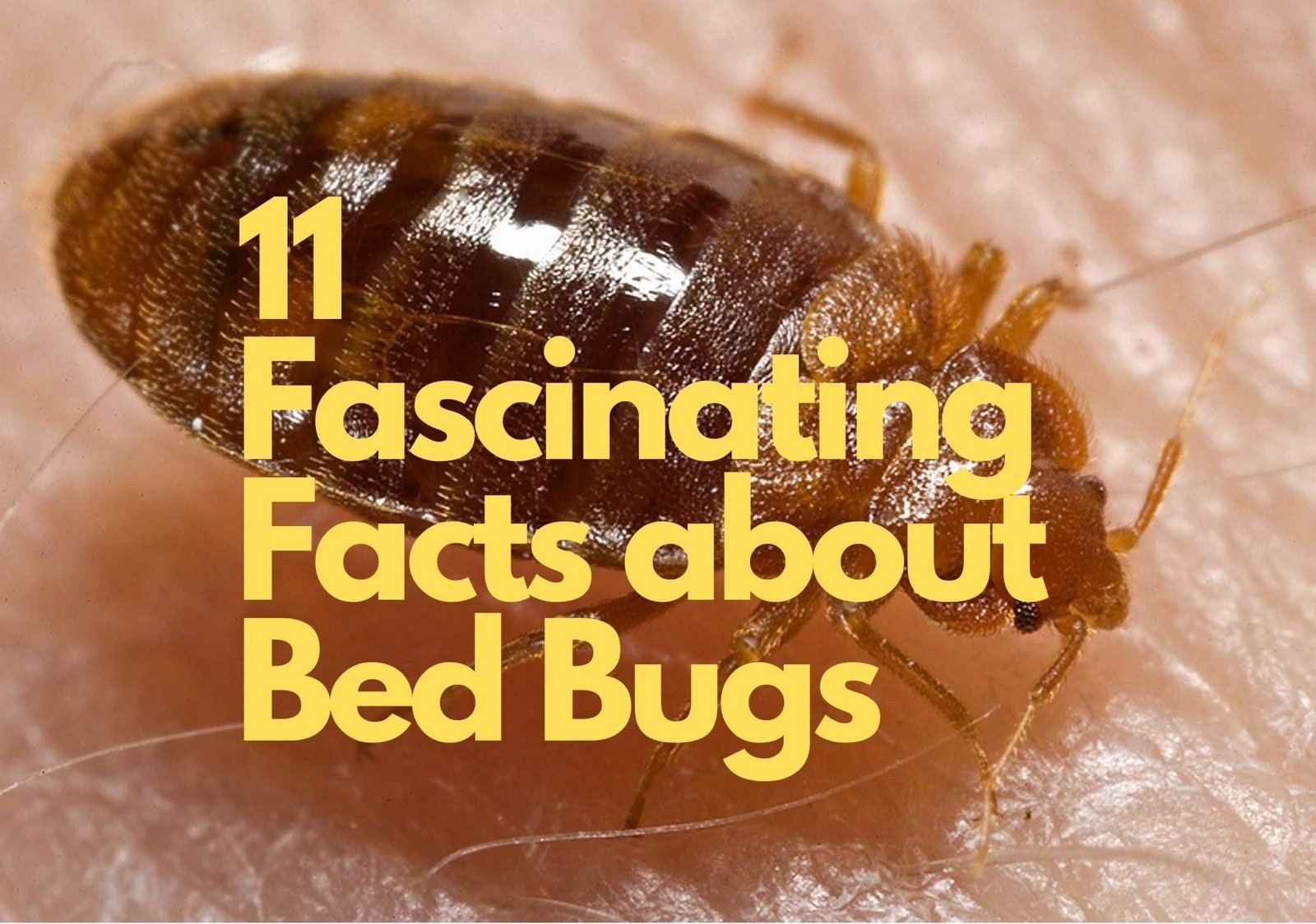 Cricket Spider: Fascinating Facts About This Unique Insect