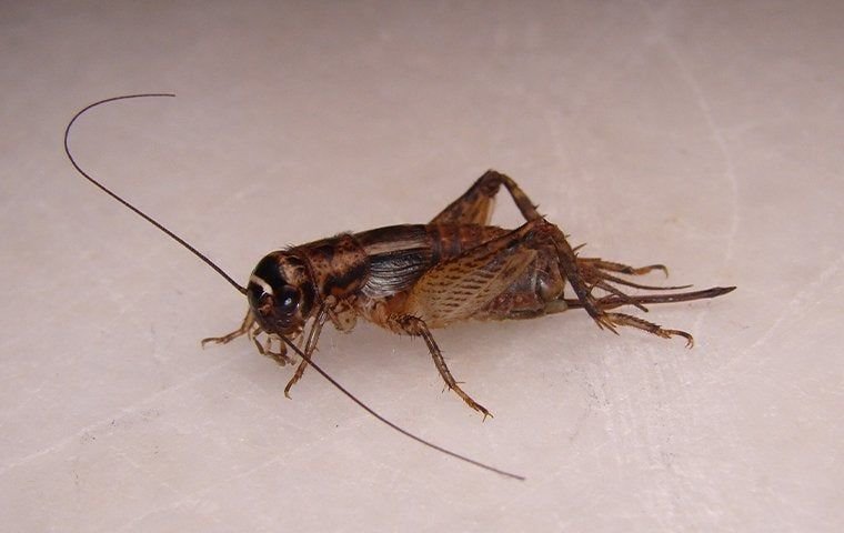 Cricket Bite: Is It Dangerous and What to Do