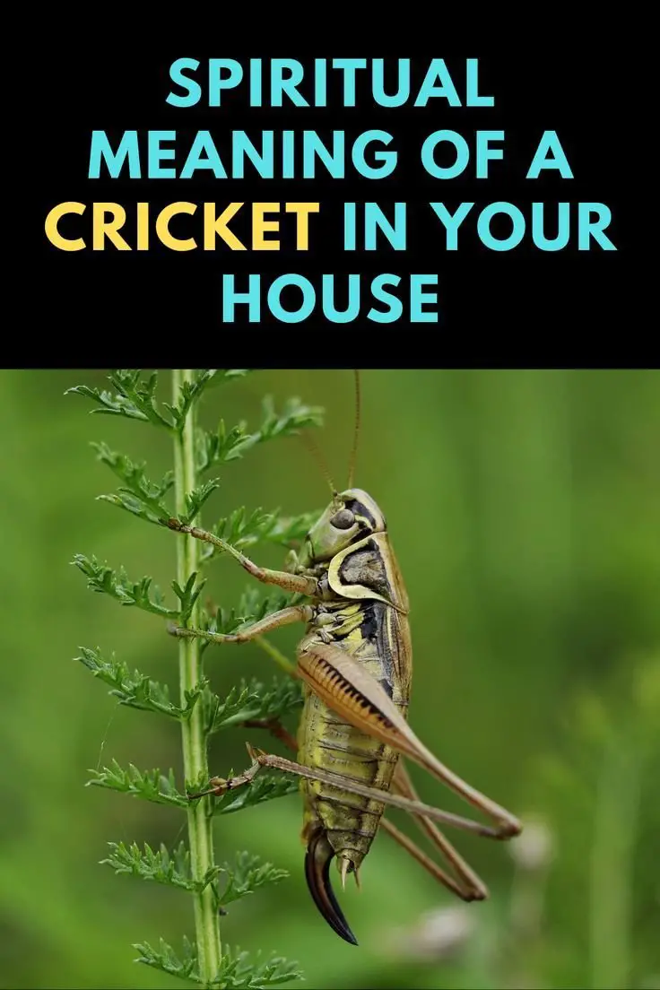 Cricket Meaning in Spirituality: What Does It Symbolize?