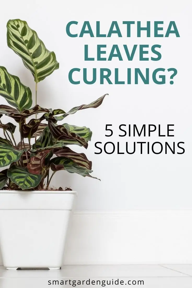 Why Are My Prayer Plant Leaves Curling? Causes and Solutions