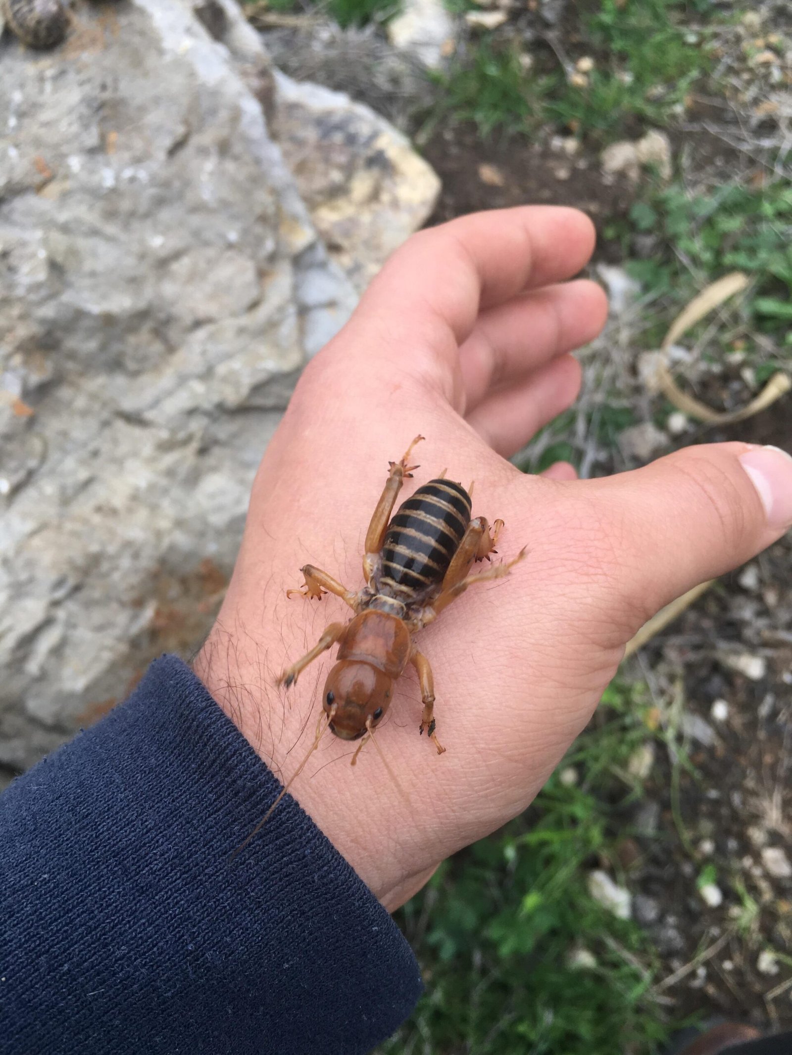 Jerusalem Cricket Bite: What to Expect and How to Treat It