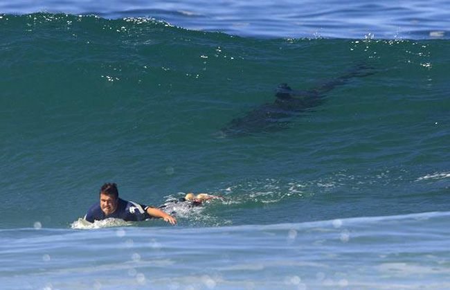 Shark Surfing: The Risk of Surfing in Shark-Infested Waters