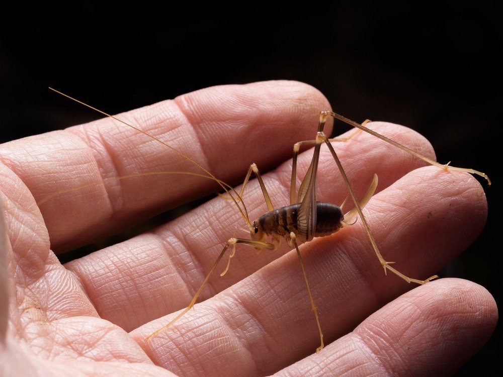 Cave Cricket Size: How Big Can They Get?