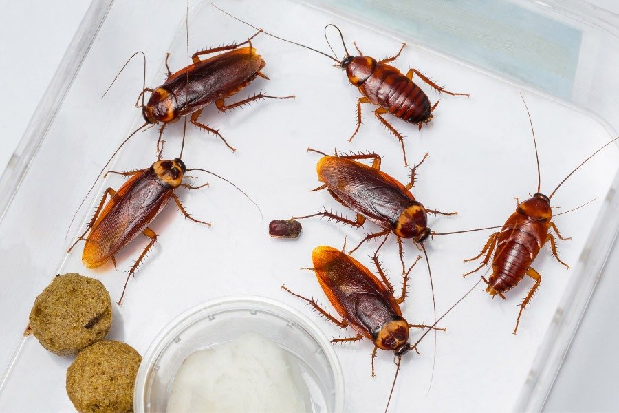 Cockroach vs Cricket: Differences and How to Tell Them Apart