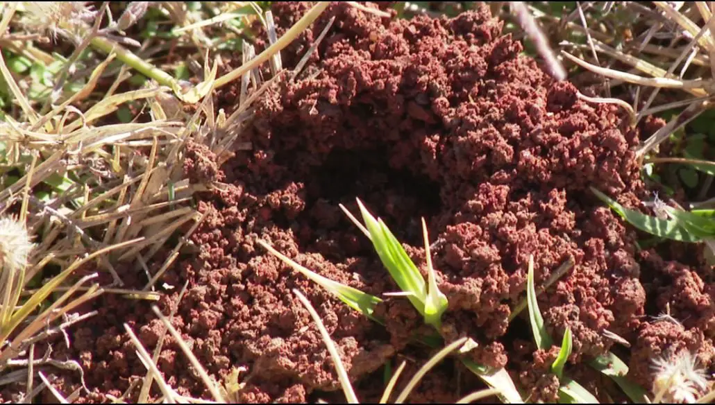 Mole Cricket Mounds: What Are They and How to Get Rid of Them