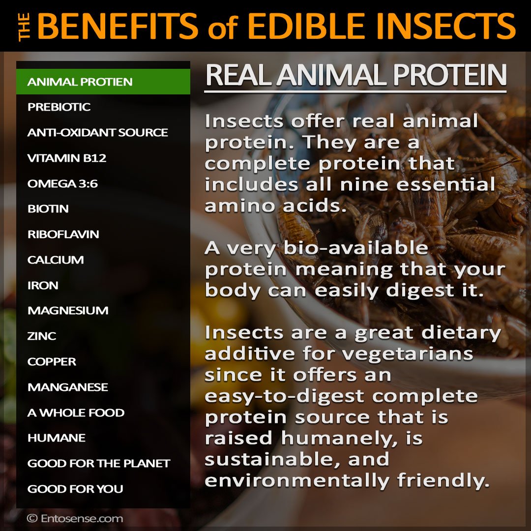 Cricket Food: Nutritional Benefits and Uses