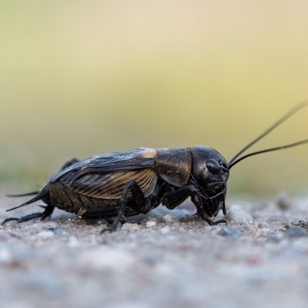 Field Cricket: Habitat, Behavior, and Facts