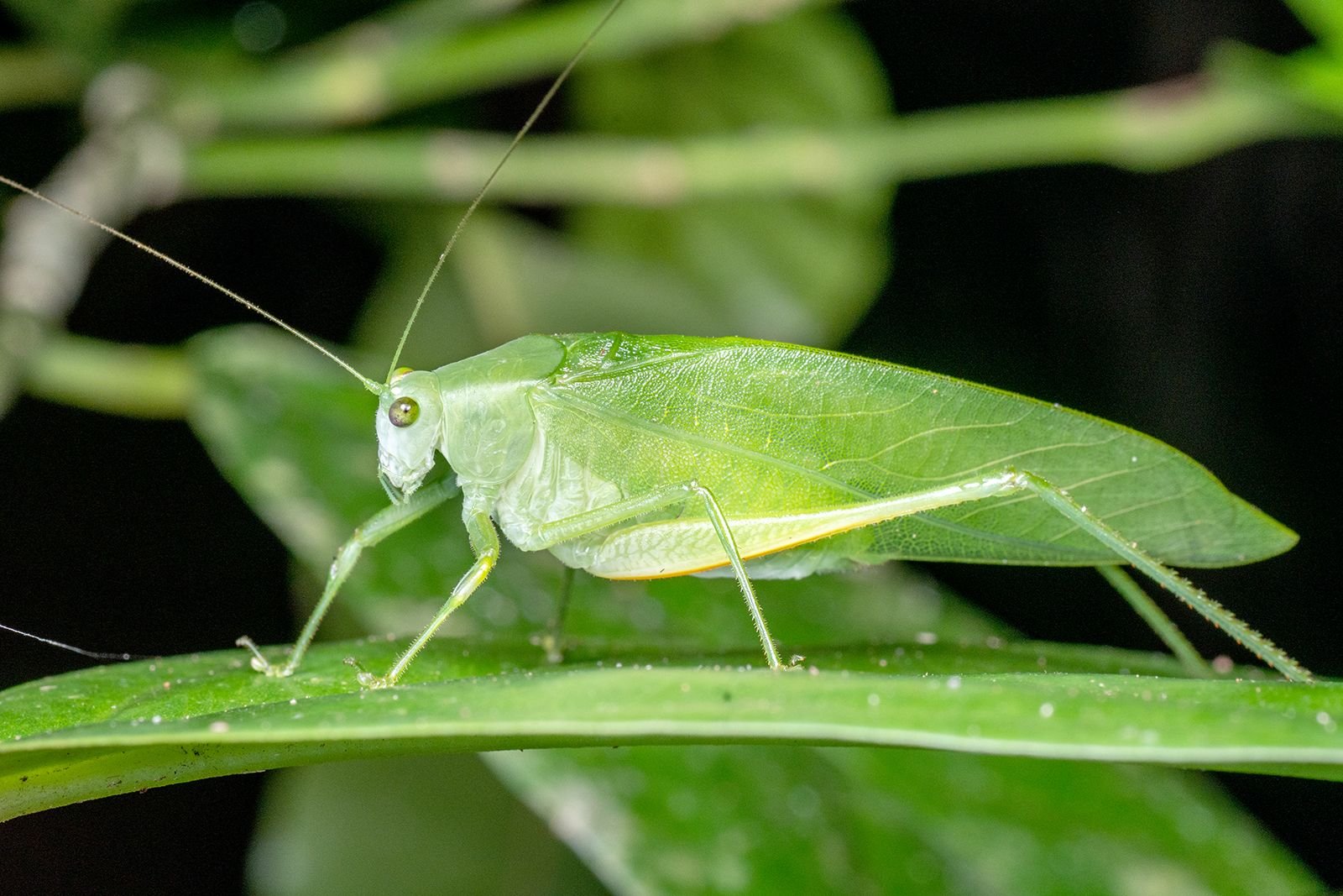 Big Cricket: Largest Species and Their Habitats