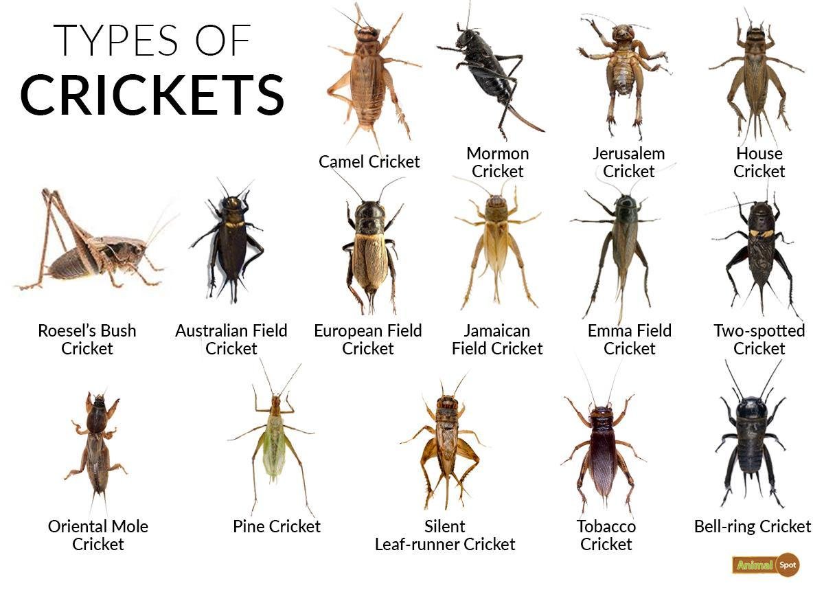 Cricket Lifespan: How Long Do Crickets Live?