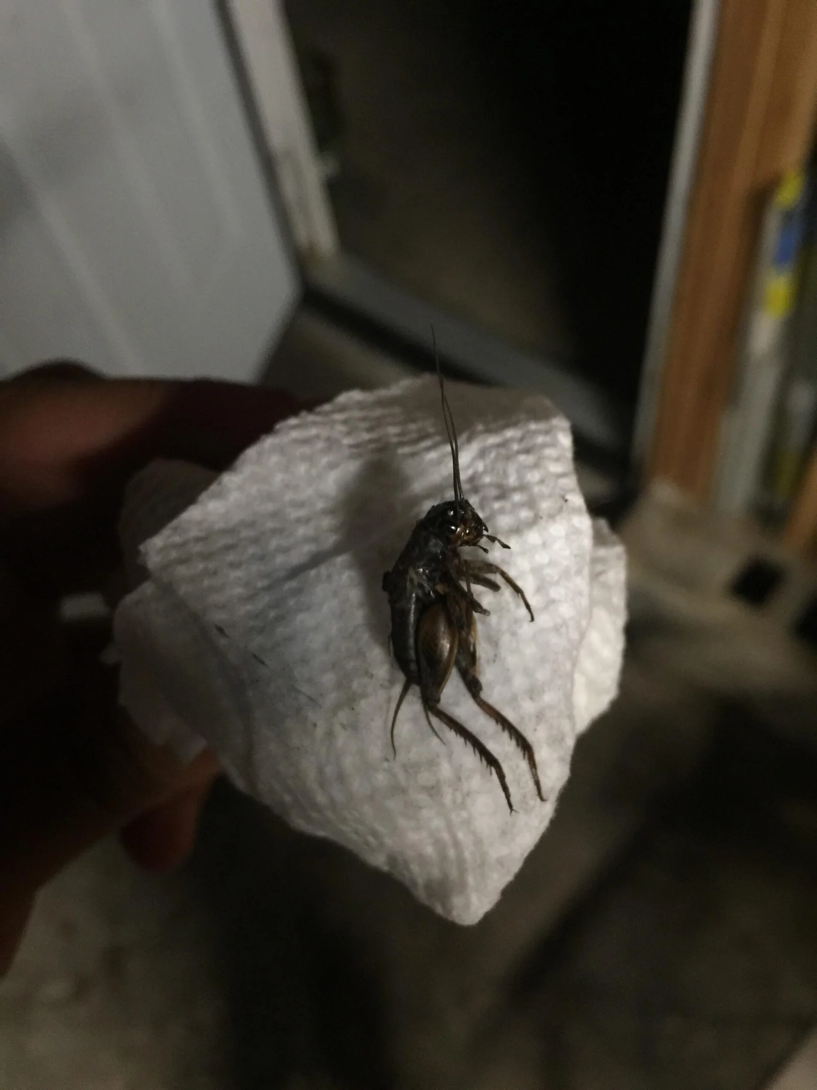 Cricket Traps: How to Catch and Get Rid of Crickets