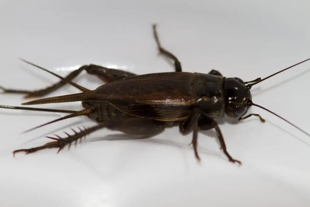 Black Cricket Bite: Are They Dangerous?