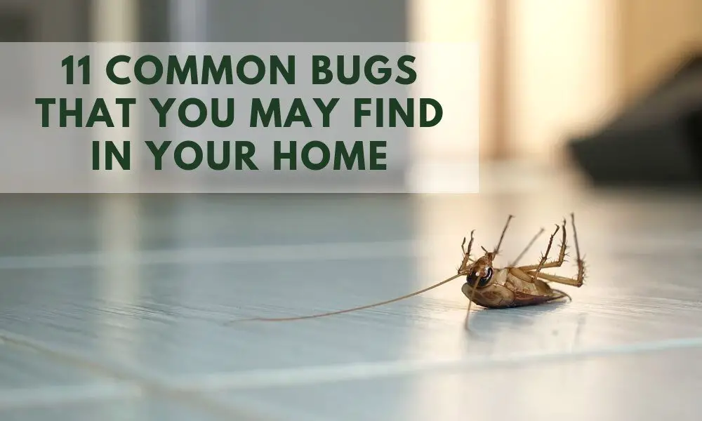 House Cricket: All You Need to Know About This Common Insect