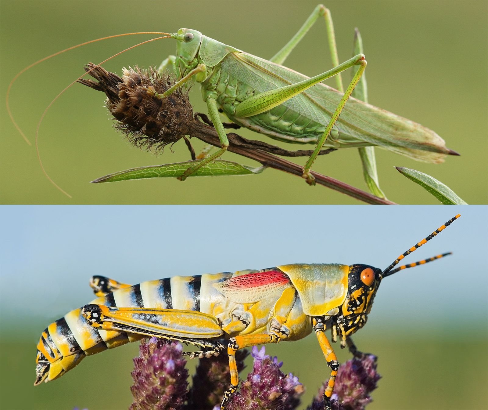 Cricket vs Grasshopper: Differences and Similarities