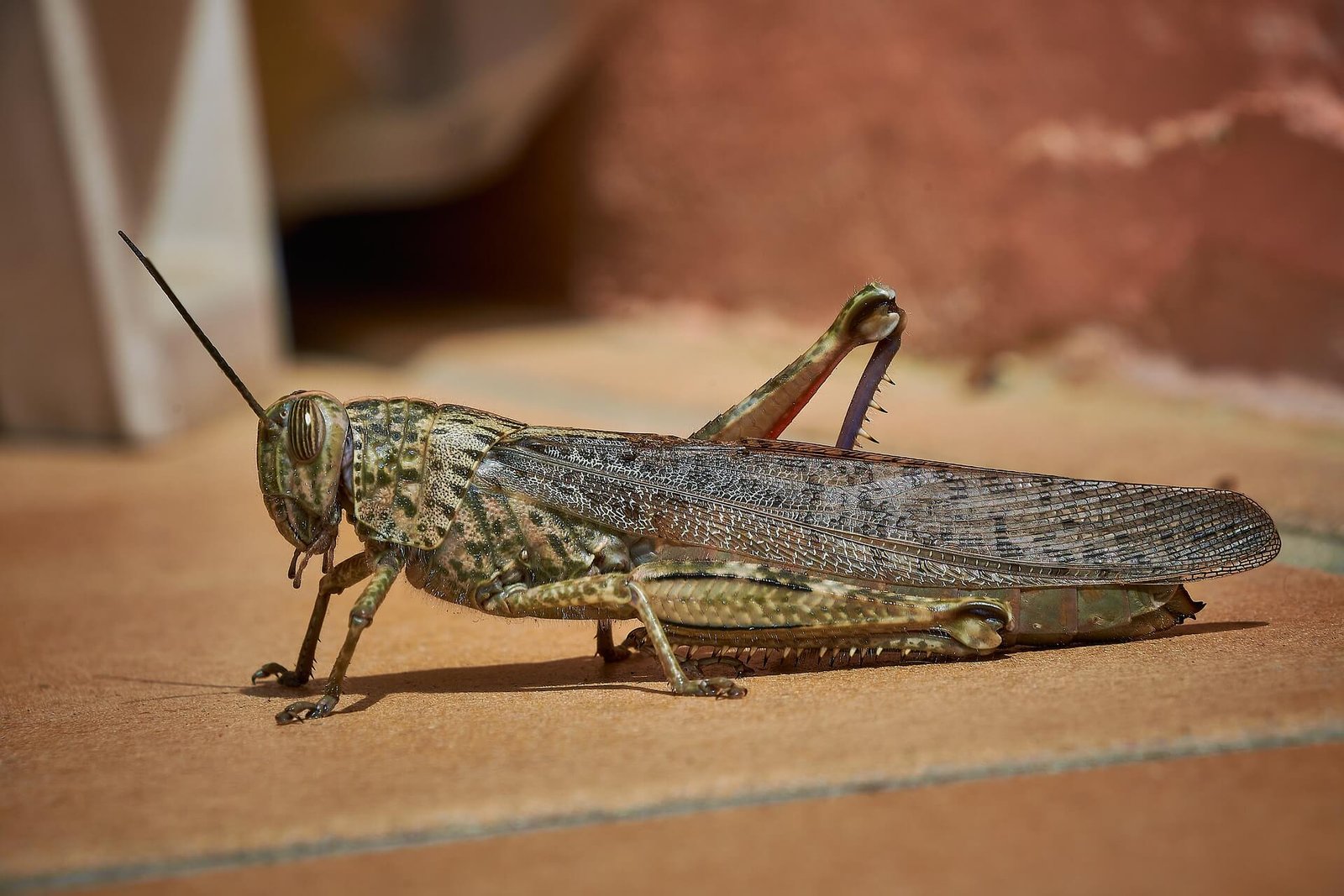 Difference Between a Cricket and a Grasshopper: Key Facts