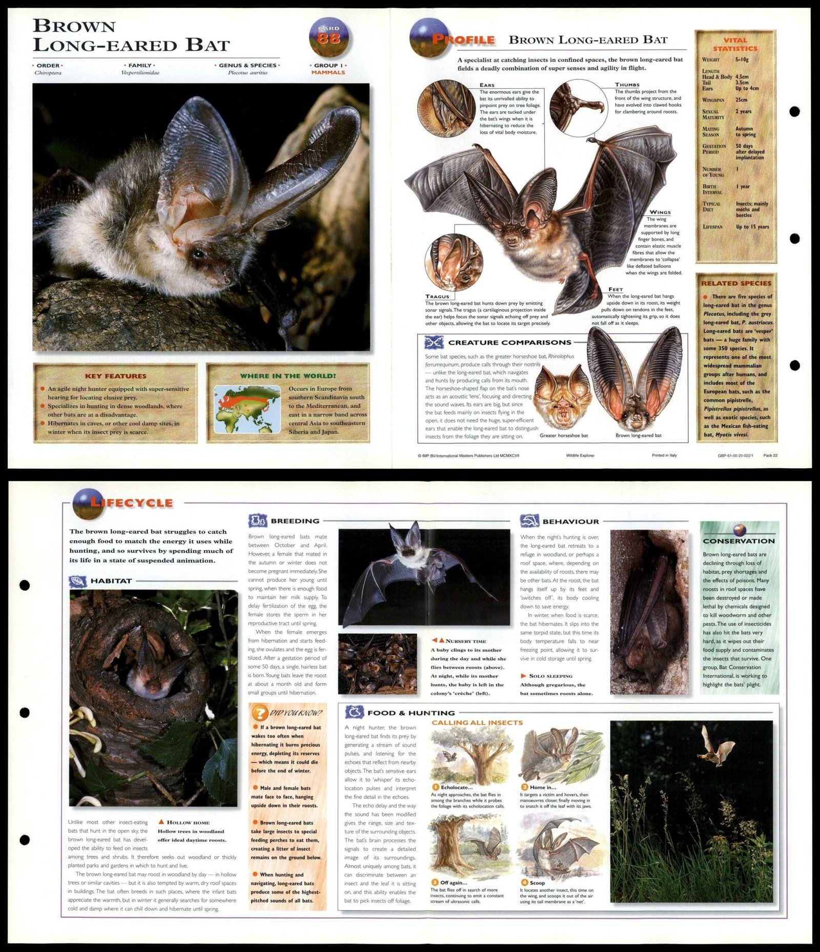 Flying Cricket: Facts About These Elusive Insects