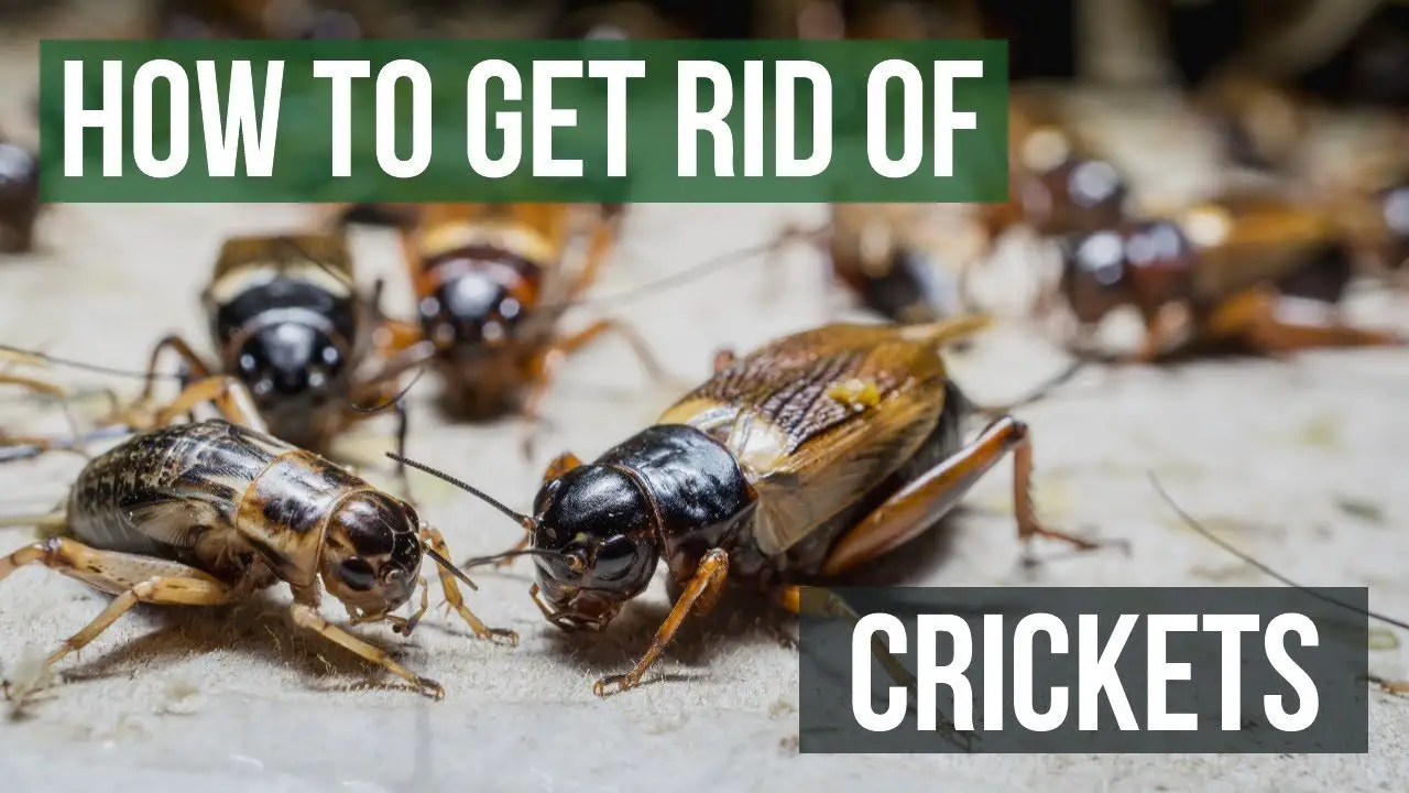 Cricket Spray: How to Keep Crickets Away from Your Home