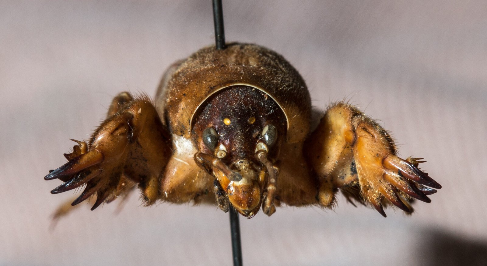 Northern Mole Cricket: Identification and Habitat