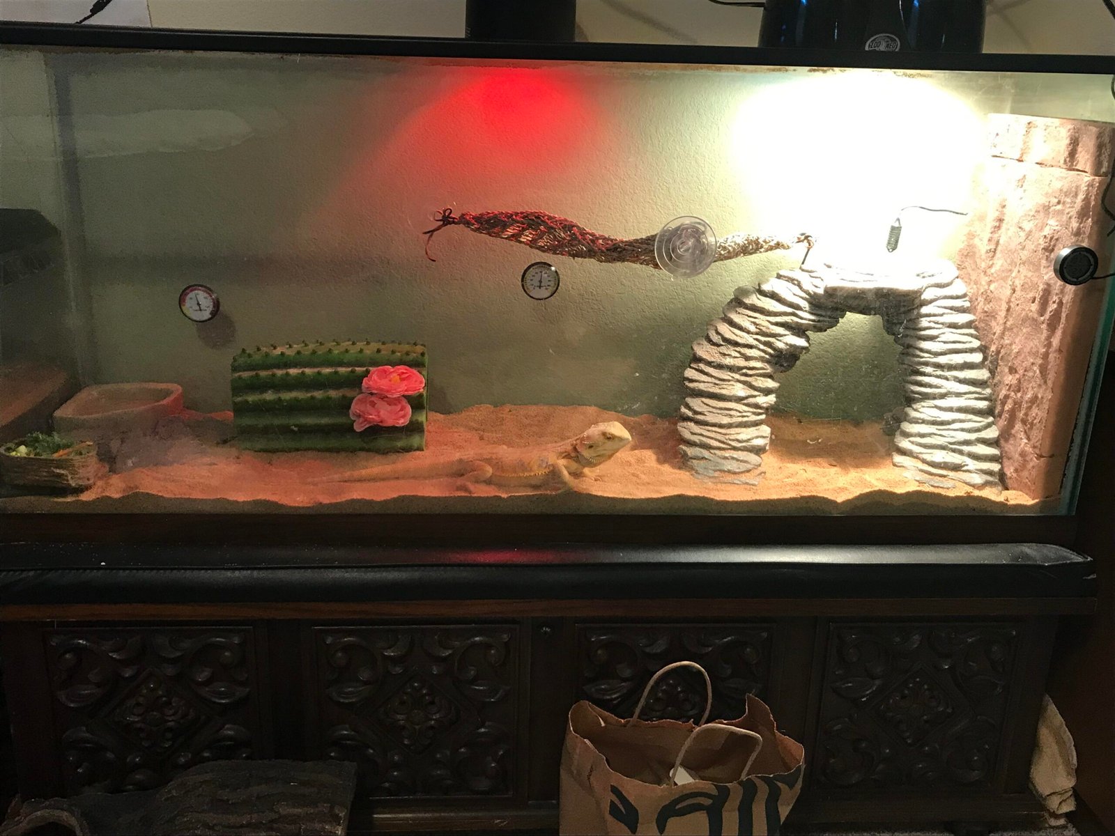 Bearded Dragon Glass Surfing: What It Means and How to Stop It
