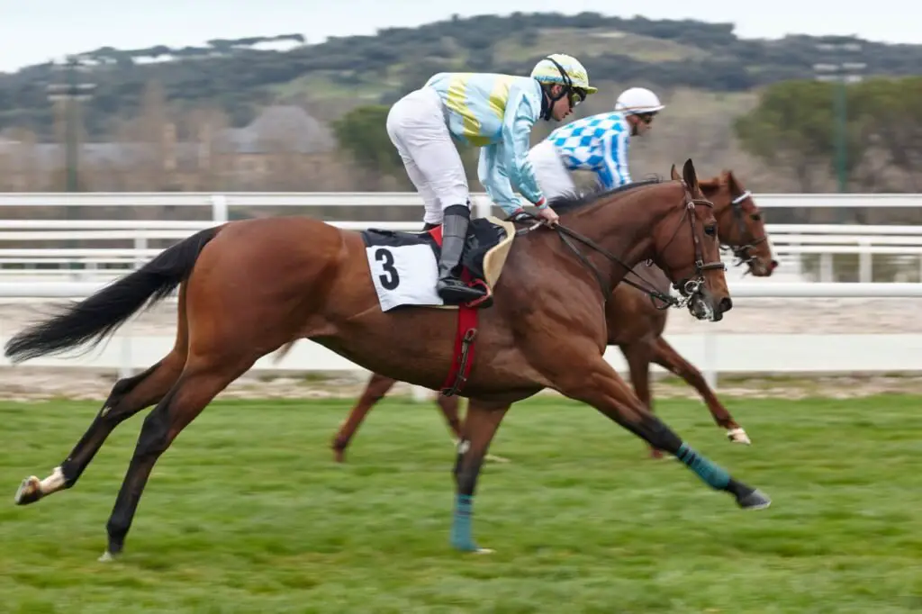 Types of Horse Racing: From Flat Racing to Harness Racing