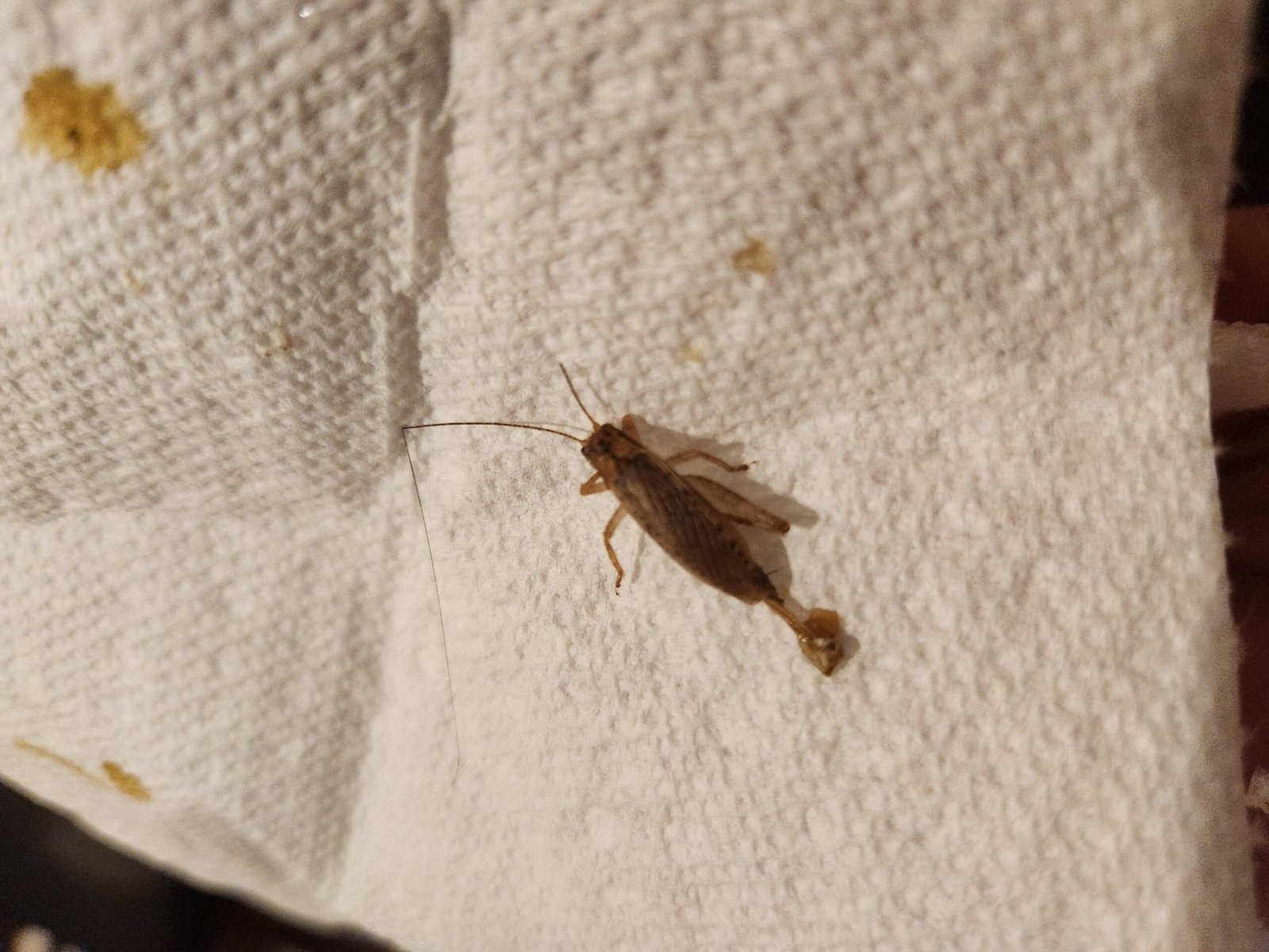 Cricket vs Cockroach: Differences and How to Identify